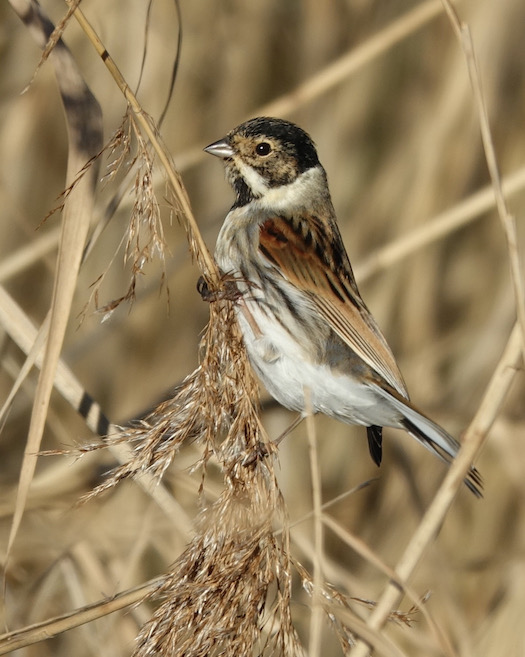 reed bunting